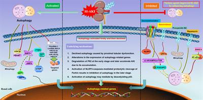 Frontiers | Epigenetic Dysregulation Of Autophagy In Sepsis-induced ...